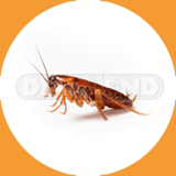 Australian Cockroach - Pest Control Johor