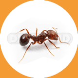 Fire Ants - Pest Control Johor