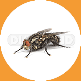 Flesh Fly - Pest Control Johor