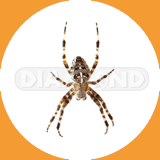  House Spider - Pest Control Johor