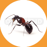 Odorous Ants  - Pest Control Johor