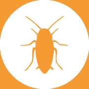 Cockroaches - Pest Control Johor