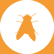  Flies - Pest Control Johor