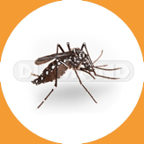 'Aedes' Mosquitoes - Pest Control Johor