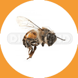 Africanized Honeybee - Pest Control Johor