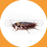American Cockroach - Pest Control Johor