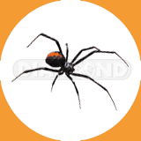 Black Widow Spider - Pest Control Johor