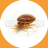 Bed Bugs - Pest Control Johor