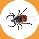 Black-Legged Tick - Pest Control Johor
