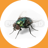 Blow Fly & Bottle Fly - Pest Control Johor