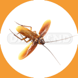 Brown Banded Cockroach - Pest Control Johor