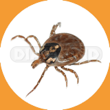 Brown Dog Tick - Pest Control Johor