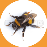 Johor bumblebee Johor