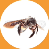Carpenter Bee - Pest Control Johor