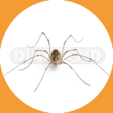 Cellar Spider - Pest Control Johor
