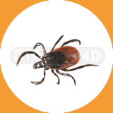 Clover Mite - Pest Control Johor