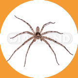 Domestic House Spider - Pest Control Johor