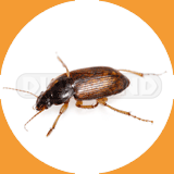 Drugstore Beetle - Pest Control Johor