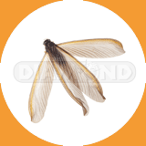 Drywood Termite - Pest Control Johor