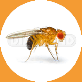 Fruit Fly - Pest Control Johor