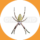Garden Spider - Pest Control Johor