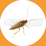 German Cockroach - Pest Control Johor