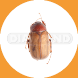 Cigarette Beetle - Pest Control Johor