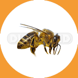 Honeybee - Pest Control Johor