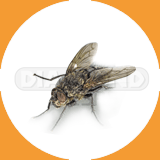 House Fly - Pest Control Johor