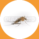  House Mosquitoes - Pest Control Johor