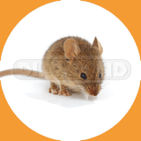  House Mouse - Pest Control Johor