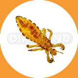  House Head Lice - Pest Control Johor