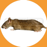 Norway Rat  - Pest Control Johor