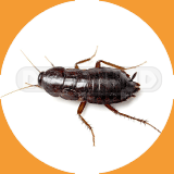 Oriental Cockroach  - Pest Control Johor